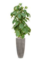 Baq Polystone Plain Partner Grau (mit Einsatz)