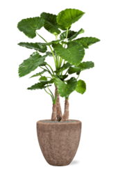 Baq Polystone Rough Couple Rock (mit Einsatz)