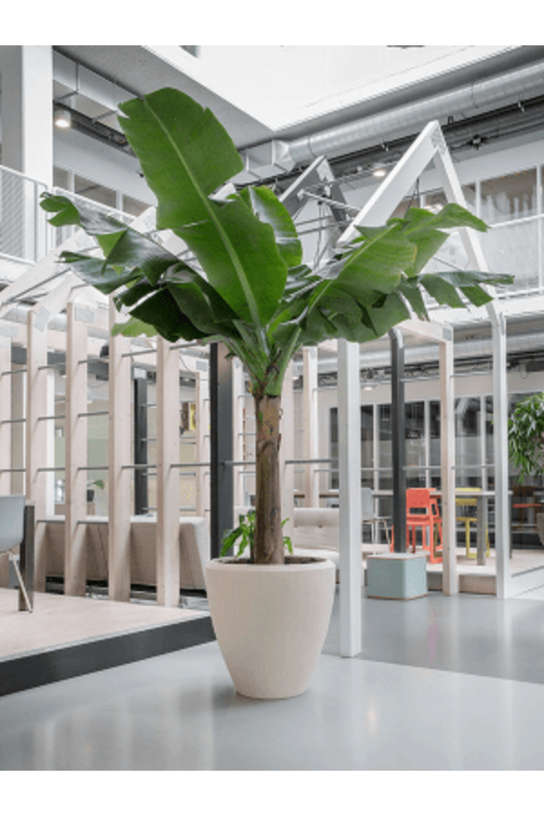 Baq Polystone Einfarbiges Paar Natur