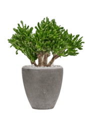 Baq Polystone Einfarbig Paar Grau