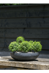 Fiberstone Monique M Schwarz