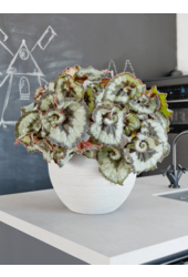 Horizontal geriffelt Abby S Zement