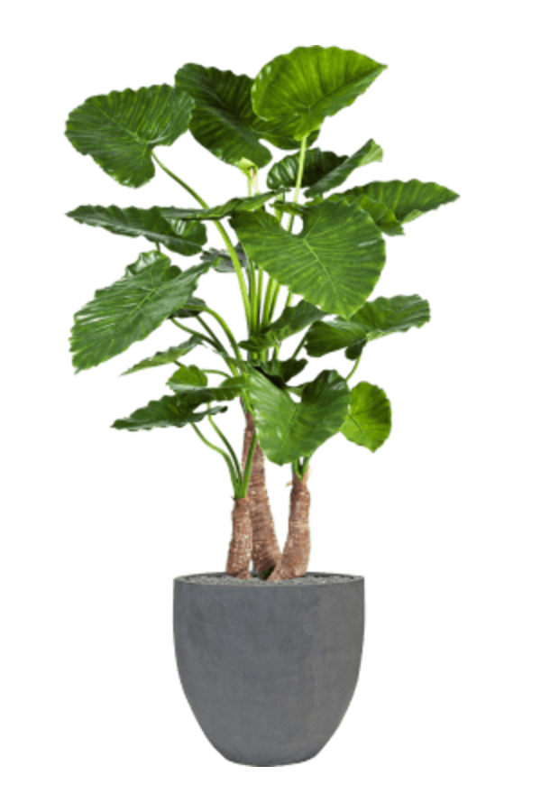 Fiberstone Jesslyn S Grau