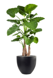 Fiberstone Jesslyn S Schwarz