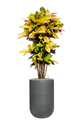 Ridged Horizontal Cody M Dunkelgrau