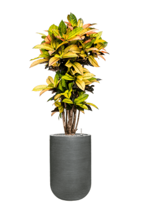 Ridged Horizontal Cody M Dunkelgrau