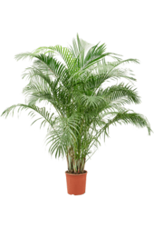 Dypsis (Areca) Lutescens
