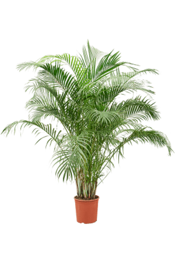 Dypsis (Areca) Lutescens