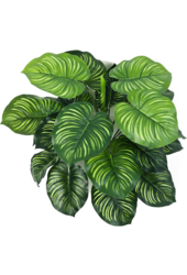 Calathea Kunstpflanze - Verkauf