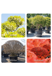 Enkianthus Perulatus