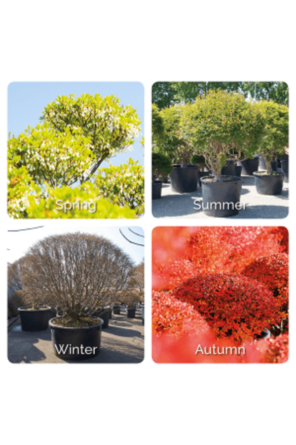 Enkianthus Perulatus