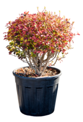 Enkianthus Perulatus