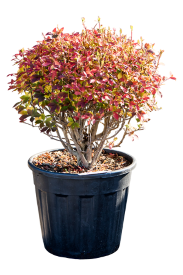 Enkianthus Perulatus