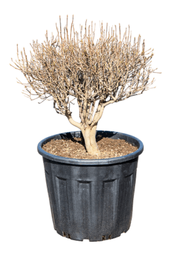 Enkianthus Perulatus