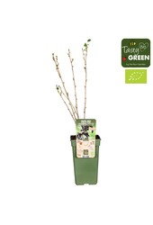 Johannisbeere Schwarze Glocken - Verkauf