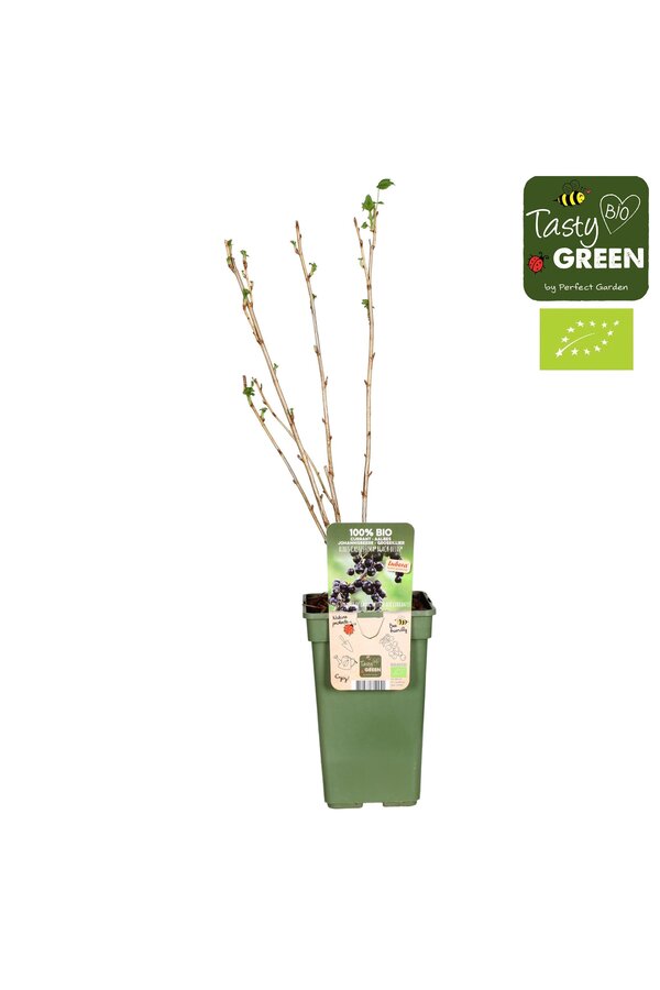 Johannisbeere Schwarze Glocken - Verkauf