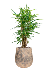 Wasserpflanze Croton (Codiaeum) Variegatum Banane