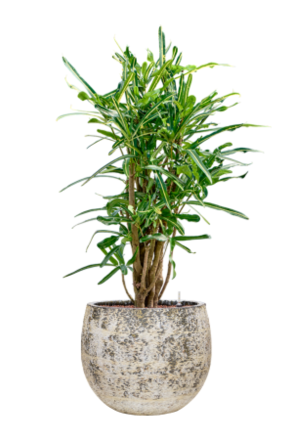 Wasserpflanze Croton (Codiaeum) Variegatum Banane
