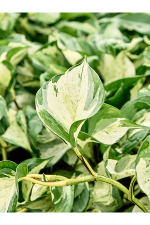 Wasserpflanze Scindapsus (Epipremnum) Manjula Variegata