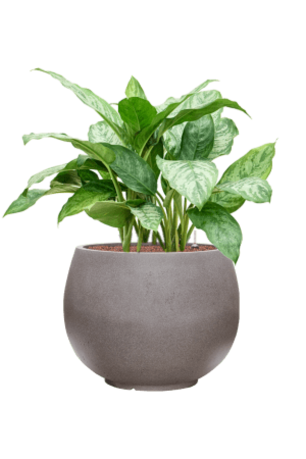 Wasserpflanze Aglaonema Chantal