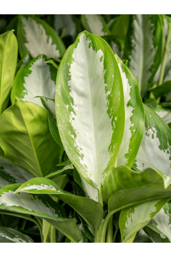 Wasserpflanze Aglaonema Diamond Bay