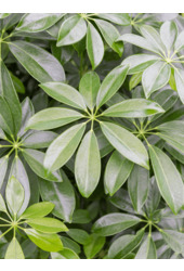 Wasserpflanze Schefflera Arboricola Compacta
