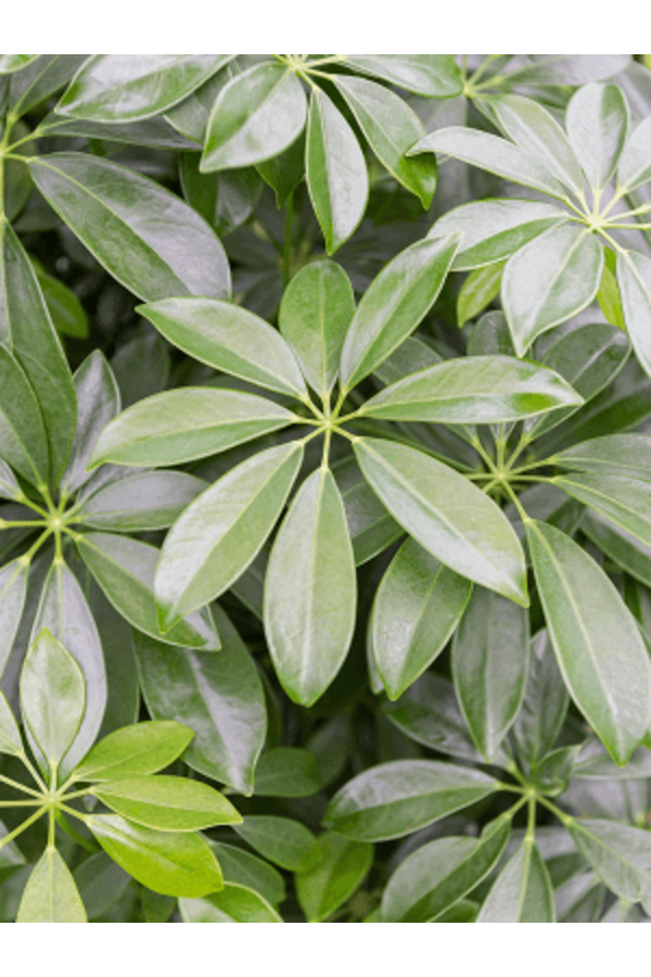 Wasserpflanze Schefflera Arboricola Compacta