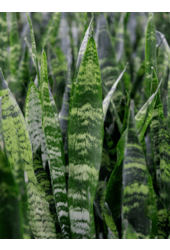 Wasserpflanze Sansevieria Trifasciata Schwarze Koralle