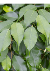 Ficus Benjamina Säulenförmig