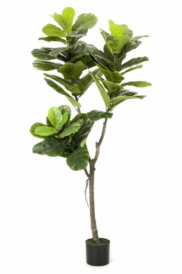Ficus Lyrata L Kunstpflanze – Sonderangebot