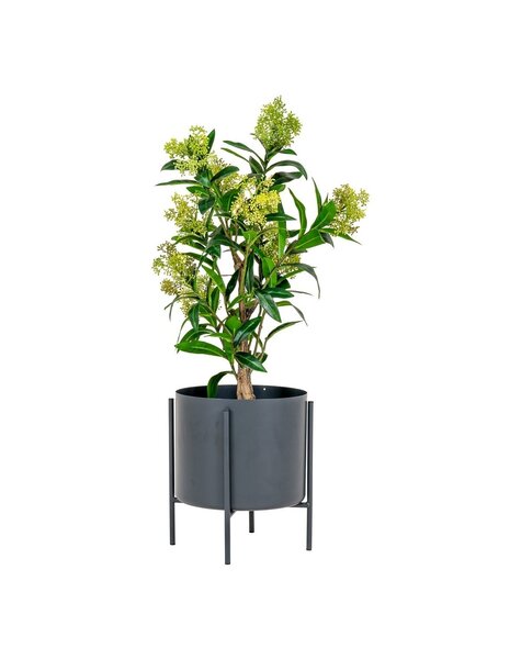 Skimmiaboom – Grün, PE-Kunststoff, H: 75 cm