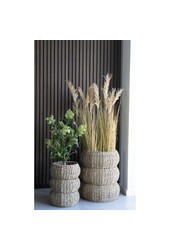 Skimmiaboom – Grün, PE-Kunststoff, H: 75 cm