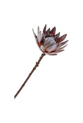 King Protea Bouquet – Kunstblumen, Rosenmix, 74 cm