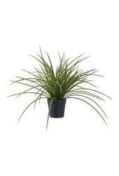 Gras