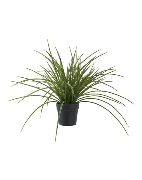 Gras