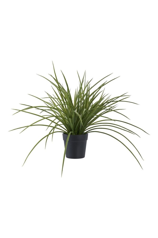 Gras