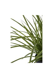 Gras