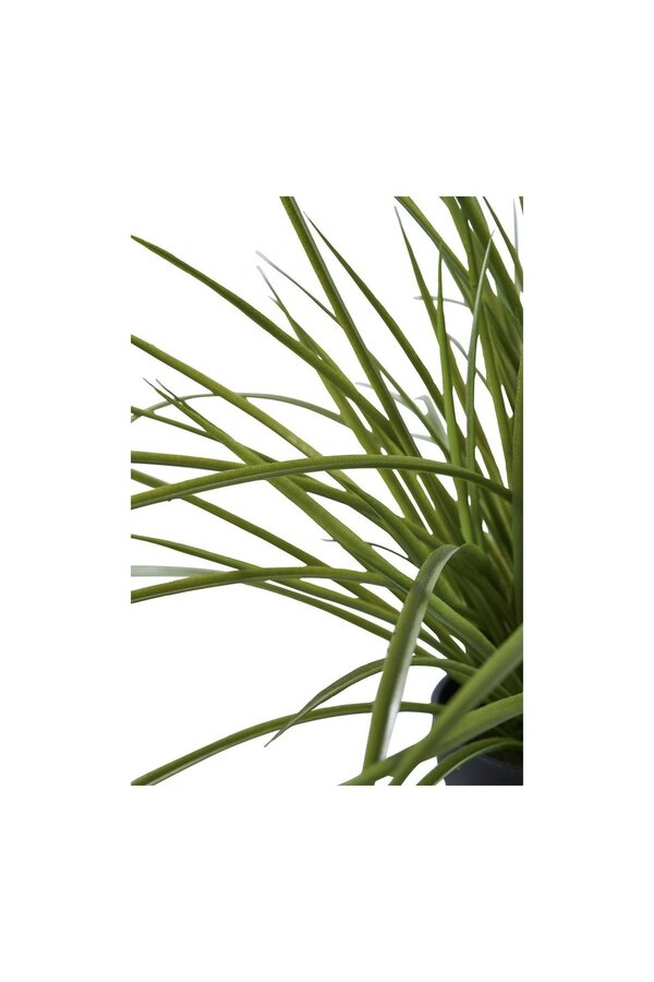 Gras