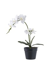 Orchidee