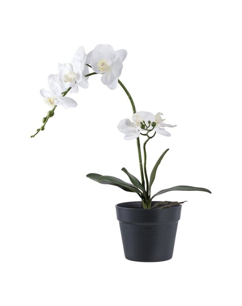 Orchidee