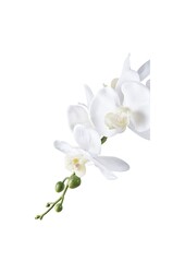 Orchidee