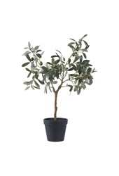 Olivenbaum