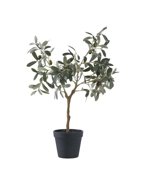 Olivenbaum
