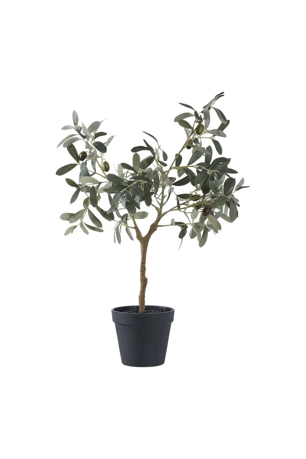 Olivenbaum