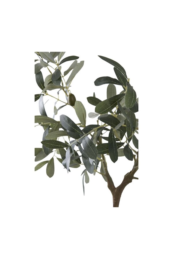 Olivenbaum