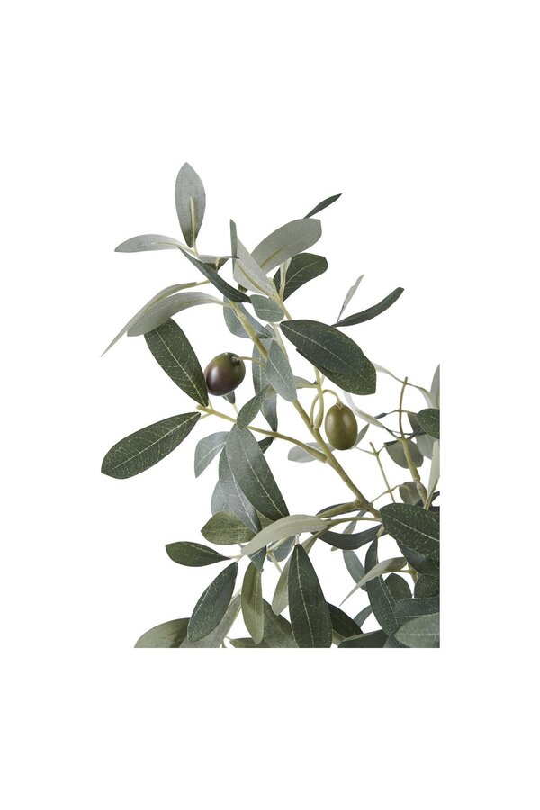 Olivenbaum