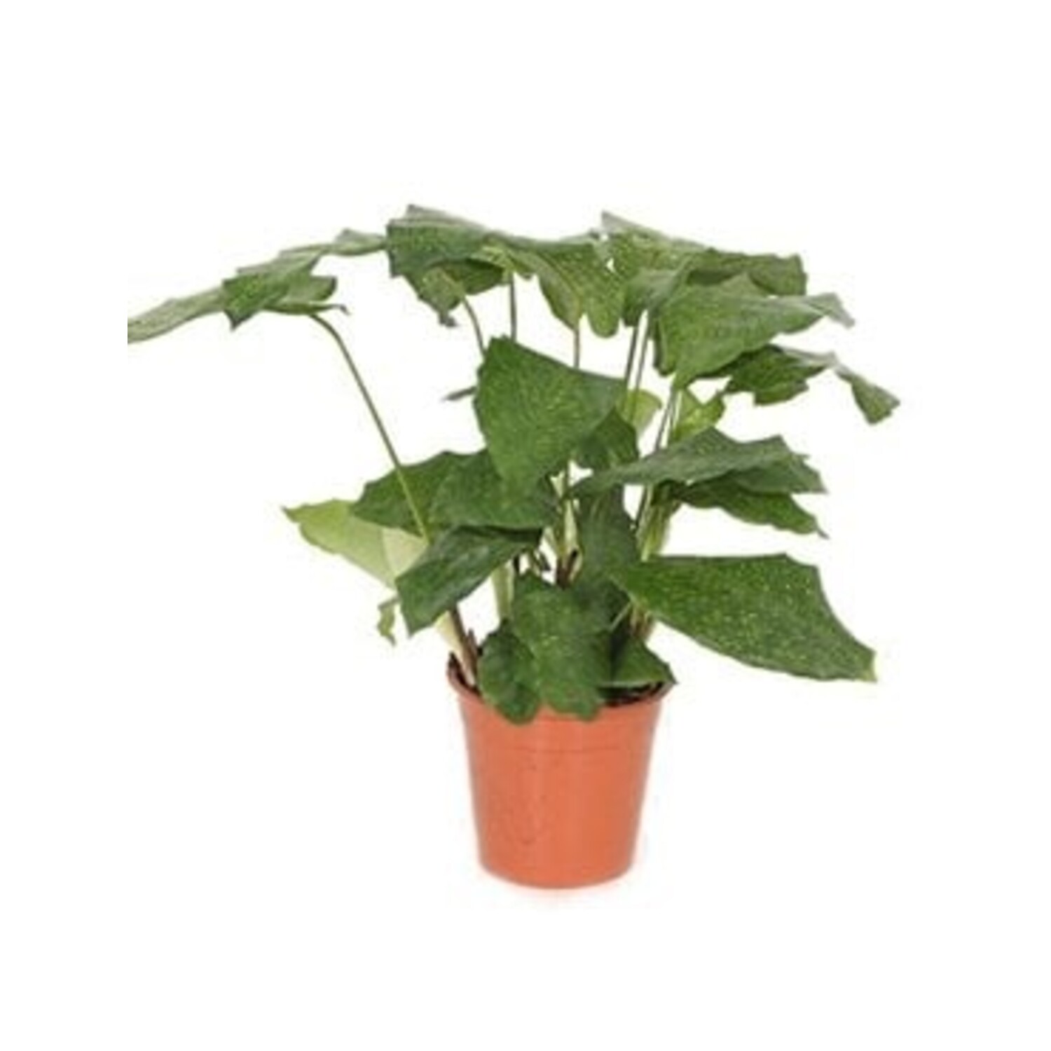 Calathea Network klein - www.fleurdirect.com