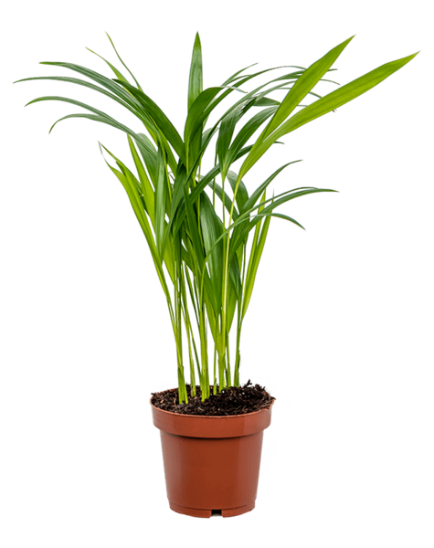 Areca