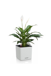 Spoon Plant in a self-watering pot