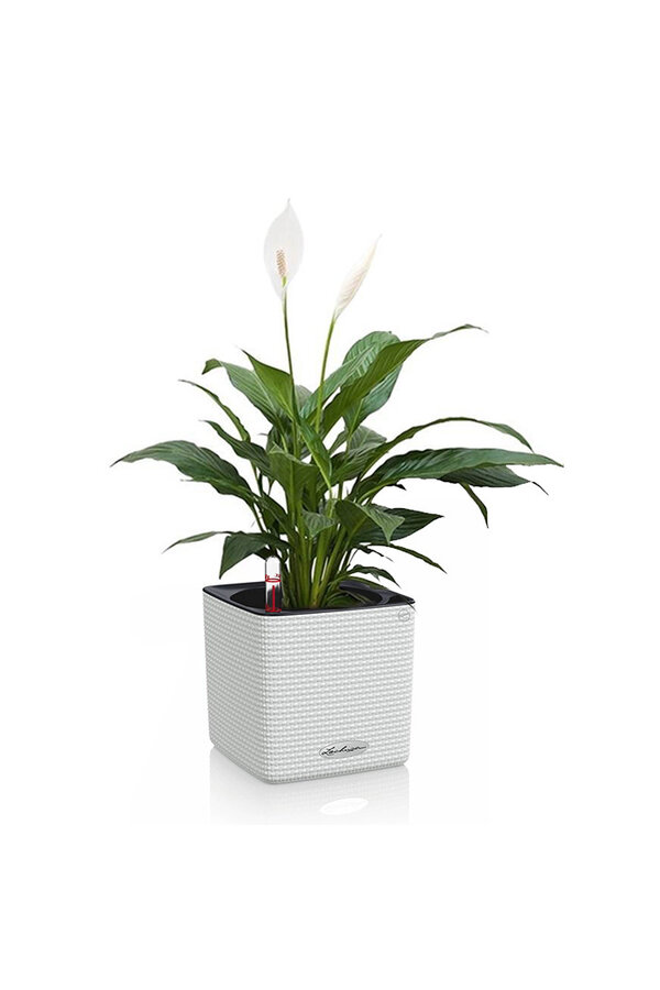 Spoon Plant in a self-watering pot
